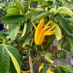 Budhova ruka (Citrus medica) - výška 150-170 cm, kont. C30L